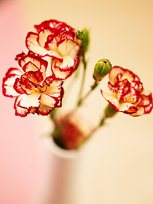 포토 JPG 식물 꽃잎 꽃 줄기 컬러 여러송이 백그라운드 근접촬영 사람없음 아웃포커스 빨간색 컬러풀 꽃병 카네이션 꽃봉오리 꽃대 국내포토 뷰포인트 다수 촬영기법 파일형식