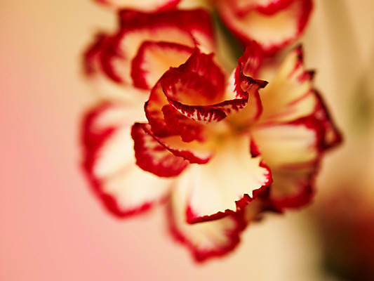 포토 JPG 식물 꽃잎 꽃 컬러 백그라운드 한송이 근접촬영 사람없음 아웃포커스 빨간색 컬러풀 카네이션 국내포토 1 뷰포인트 촬영기법 송이 파일형식