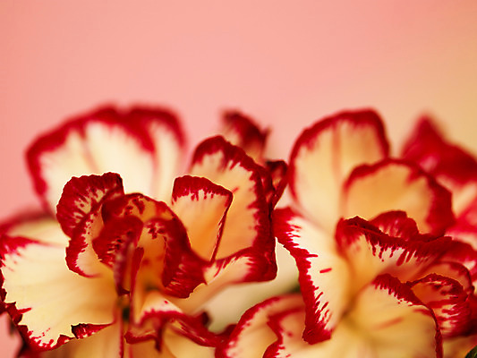 포토 JPG 식물 꽃잎 꽃 컬러 백그라운드 근접촬영 사람없음 아웃포커스 빨간색 컬러풀 두송이 카네이션 국내포토 뷰포인트 2 촬영기법 파일형식