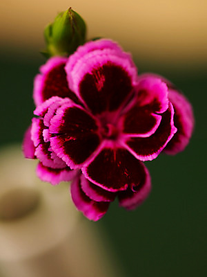 포토 JPG 식물 꽃잎 꽃 컬러 백그라운드 한송이 근접촬영 사람없음 아웃포커스 보라색 카네이션 꽃봉오리 국내포토 1 뷰포인트 촬영기법 송이 파일형식