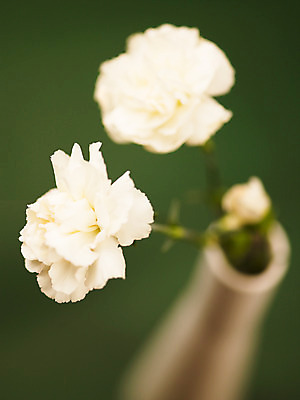 포토 JPG 식물 꽃잎 꽃 줄기 컬러 백그라운드 잎 근접촬영 사람없음 아웃포커스 꽃병 흰색 카네이션 세송이 꽃대 국내포토 뷰포인트 촬영기법 3 파일형식