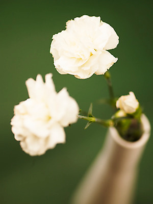 포토 JPG 식물 꽃잎 꽃 줄기 컬러 여러송이 백그라운드 잎 근접촬영 사람없음 아웃포커스 꽃병 흰색 카네이션 세송이 꽃대 국내포토 뷰포인트 다수 촬영기법 3 파일형식