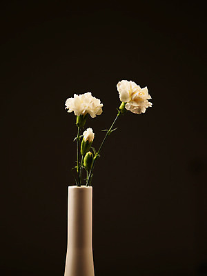 포토 JPG 식물 꽃잎 꽃 줄기 컬러 여러송이 백그라운드 잎 누끼 사람없음 꽃병 흰색 카네이션 꽃봉오리 꽃대 국내포토 다수 파일형식