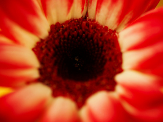 포토 JPG 식물 꽃 컬러 백그라운드 한송이 가을꽃 근접촬영 사람없음 아웃포커스 빨간색 컬러풀 거베라 국내포토 1 뷰포인트 촬영기법 송이 파일형식 가을_계절