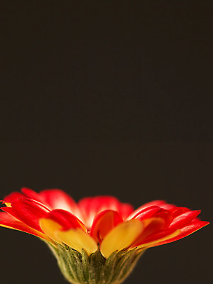 포토 JPG 식물 꽃 컬러 백그라운드 한송이 가을꽃 근접촬영 사람없음 아웃포커스 빨간색 컬러풀 거베라 국내포토 1 뷰포인트 촬영기법 송이 파일형식 가을_계절