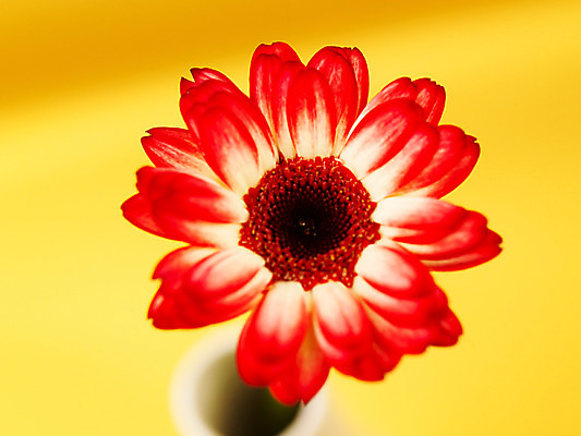 포토 JPG 식물 꽃 컬러 백그라운드 한송이 가을꽃 근접촬영 사람없음 아웃포커스 빨간색 컬러풀 꽃병 거베라 국내포토 1 뷰포인트 촬영기법 송이 파일형식 가을_계절