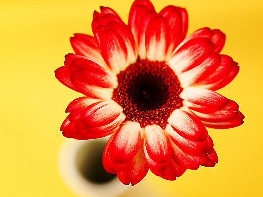 포토 JPG 식물 꽃 컬러 백그라운드 한송이 가을꽃 근접촬영 사람없음 아웃포커스 빨간색 컬러풀 꽃병 거베라 국내포토 1 뷰포인트 촬영기법 송이 파일형식 가을_계절