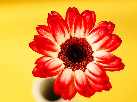 포토 JPG 식물 꽃 컬러 백그라운드 한송이 가을꽃 근접촬영 사람없음 아웃포커스 빨간색 컬러풀 꽃병 거베라 국내포토 1 뷰포인트 촬영기법 송이 파일형식 가을_계절