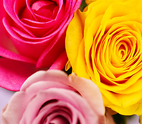 포토 JPG 식물 꽃잎 꽃 분홍색 컬러 백그라운드 근접촬영 사람없음 장미 노란색 세송이 국내포토 뷰포인트 3 파일형식