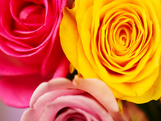 포토 JPG 식물 꽃잎 꽃 분홍색 컬러 백그라운드 근접촬영 사람없음 장미 노란색 세송이 국내포토 뷰포인트 3 파일형식