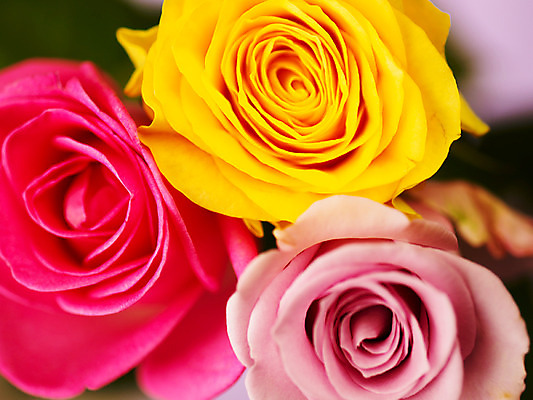 포토 JPG 식물 꽃잎 꽃 분홍색 컬러 백그라운드 잎 근접촬영 사람없음 아웃포커스 장미 노란색 세송이 국내포토 뷰포인트 촬영기법 3 파일형식