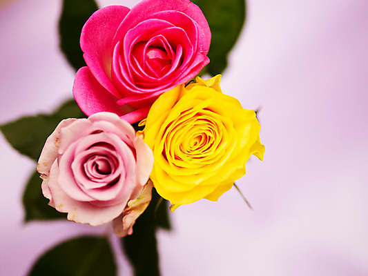 포토 JPG 식물 꽃잎 꽃 분홍색 컬러 백그라운드 잎 근접촬영 사람없음 아웃포커스 장미 노란색 세송이 국내포토 뷰포인트 촬영기법 3 파일형식