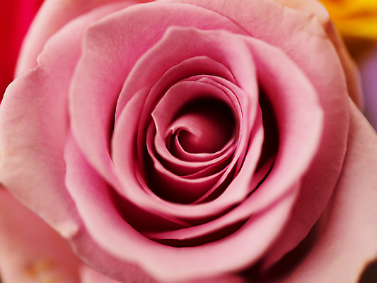 포토 JPG 식물 꽃잎 꽃 분홍색 컬러 백그라운드 한송이 근접촬영 사람없음 아웃포커스 장미 국내포토 1 뷰포인트 촬영기법 송이 파일형식