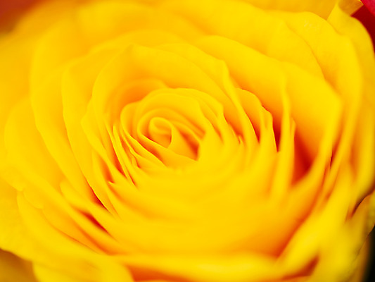 포토 JPG 식물 꽃잎 꽃 컬러 백그라운드 한송이 근접촬영 사람없음 아웃포커스 장미 노란색 국내포토 1 뷰포인트 촬영기법 송이 파일형식