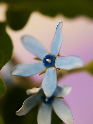 포토 JPG 식물 꽃잎 꽃 줄기 백그라운드 잎 근접촬영 사람없음 아웃포커스 파란색 두송이 블루스타 국내포토 뷰포인트 컬러 2 촬영기법 파일형식