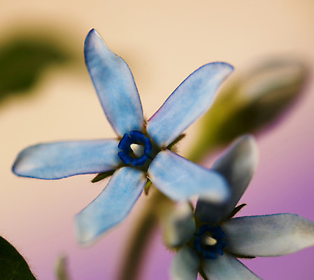 포토 JPG 식물 꽃잎 꽃 줄기 백그라운드 잎 근접촬영 사람없음 아웃포커스 파란색 두송이 꽃봉오리 블루스타 국내포토 뷰포인트 컬러 2 촬영기법 파일형식