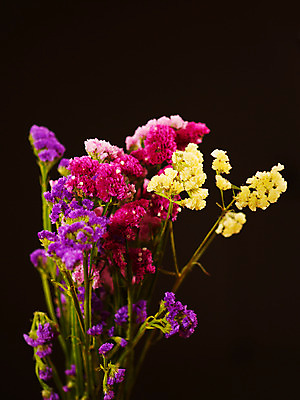 포토 JPG 식물 꽃잎 꽃 분홍색 여러송이 백그라운드 사람없음 컬러풀 노란색 보라색 스타치스 스타티스 진분홍색 국내포토 컬러 다수 파일형식