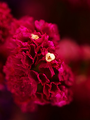 포토 JPG 식물 꽃잎 꽃 분홍색 컬러 여러송이 백그라운드 근접촬영 사람없음 아웃포커스 스타티스 진분홍색 국내포토 뷰포인트 다수 촬영기법 파일형식