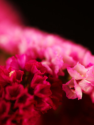 포토 JPG 식물 꽃잎 꽃 분홍색 컬러 여러송이 백그라운드 근접촬영 사람없음 아웃포커스 스타티스 진분홍색 국내포토 뷰포인트 다수 촬영기법 파일형식