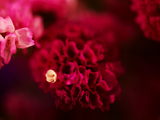 포토 JPG 식물 꽃잎 꽃 분홍색 컬러 여러송이 백그라운드 근접촬영 사람없음 아웃포커스 스타티스 진분홍색 국내포토 뷰포인트 다수 촬영기법 파일형식