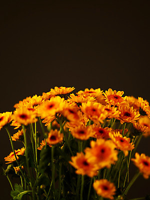 포토 JPG 식물 꽃잎 꽃 컬러 꽃다발 여러송이 백그라운드 근접촬영 사람없음 아웃포커스 노란색 소국 국내포토 뷰포인트 다수 촬영기법 파일형식