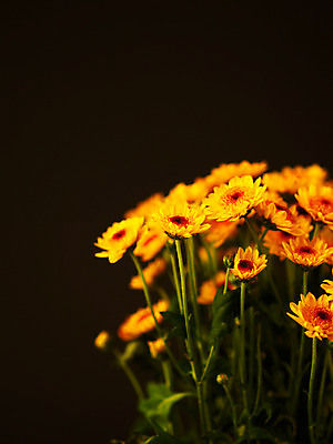 포토 JPG 식물 꽃잎 꽃 컬러 꽃다발 여러송이 백그라운드 근접촬영 사람없음 아웃포커스 노란색 소국 국내포토 뷰포인트 다수 촬영기법 파일형식