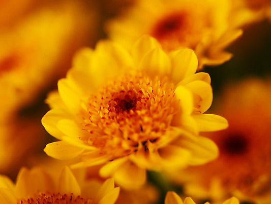 포토 JPG 식물 꽃잎 꽃 컬러 여러송이 백그라운드 근접촬영 사람없음 아웃포커스 노란색 소국 국내포토 뷰포인트 다수 촬영기법 파일형식