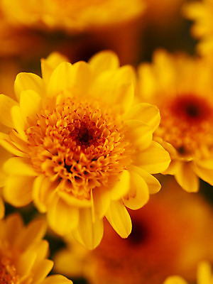 포토 JPG 식물 꽃잎 꽃 컬러 여러송이 백그라운드 근접촬영 사람없음 아웃포커스 노란색 소국 국내포토 뷰포인트 다수 촬영기법 파일형식