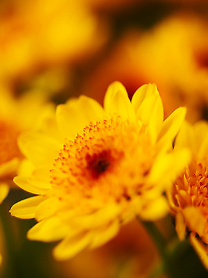 포토 JPG 식물 꽃잎 꽃 컬러 백그라운드 한송이 근접촬영 사람없음 아웃포커스 노란색 소국 국내포토 1 뷰포인트 촬영기법 송이 파일형식