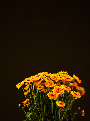 포토 JPG 식물 꽃잎 꽃 컬러 꽃다발 여러송이 백그라운드 누끼 사람없음 아웃포커스 노란색 소국 국내포토 다수 촬영기법 파일형식