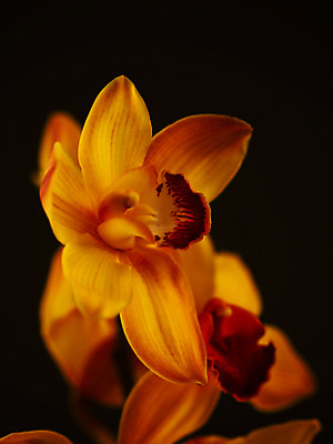 포토 JPG 식물 꽃잎 꽃 컬러 백그라운드 한송이 근접촬영 사람없음 아웃포커스 노란색 서양난 양난 양란 국내포토 1 뷰포인트 촬영기법 난초 송이 파일형식