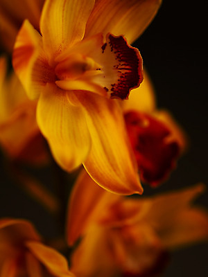 포토 JPG 식물 꽃잎 꽃 컬러 백그라운드 한송이 근접촬영 사람없음 아웃포커스 노란색 서양난 양난 양란 국내포토 1 뷰포인트 촬영기법 난초 송이 파일형식