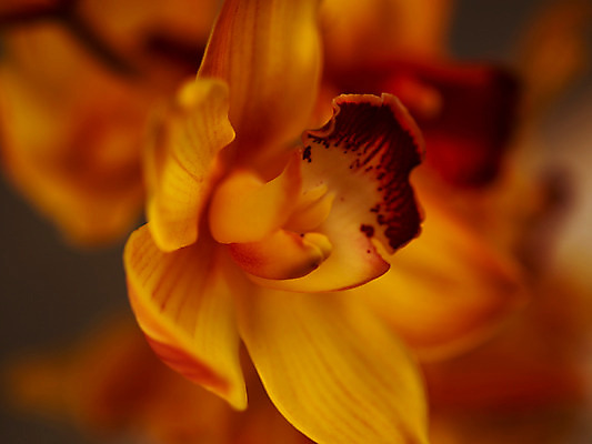 포토 JPG 식물 꽃잎 꽃 컬러 백그라운드 한송이 근접촬영 사람없음 아웃포커스 노란색 서양난 양난 양란 국내포토 1 뷰포인트 촬영기법 난초 송이 파일형식