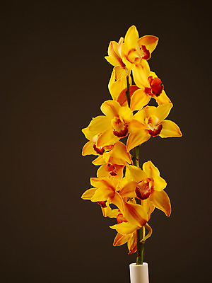 포토 JPG 식물 꽃잎 꽃 컬러 여러송이 백그라운드 누끼 근접촬영 사람없음 노란색 꽃병 서양난 양난 양란 국내포토 뷰포인트 다수 난초 파일형식