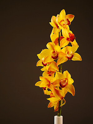 포토 JPG 식물 꽃잎 꽃 컬러 여러송이 백그라운드 누끼 근접촬영 사람없음 노란색 꽃병 서양난 양난 양란 국내포토 뷰포인트 다수 난초 파일형식