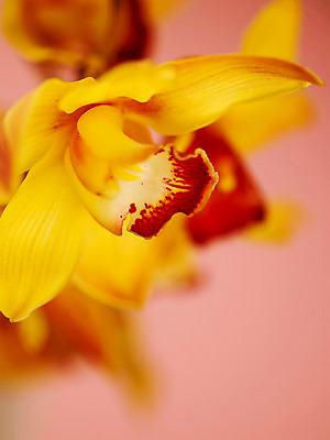 포토 JPG 식물 꽃잎 꽃 컬러 백그라운드 한송이 근접촬영 사람없음 아웃포커스 노란색 서양난 양난 양란 국내포토 1 뷰포인트 촬영기법 난초 송이 파일형식