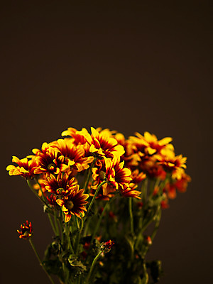 포토 JPG 식물 꽃잎 꽃 컬러 꽃다발 여러송이 백그라운드 국화 누끼 사람없음 아웃포커스 노란색 소국 국내포토 다수 촬영기법 파일형식