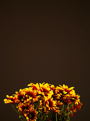 포토 JPG 식물 꽃잎 꽃 컬러 꽃다발 여러송이 백그라운드 국화 사람없음 노란색 소국 국내포토 다수 파일형식