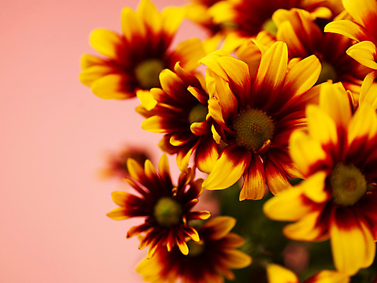 포토 JPG 식물 꽃잎 꽃 컬러 꽃다발 여러송이 백그라운드 국화 근접촬영 사람없음 아웃포커스 노란색 소국 국내포토 뷰포인트 다수 촬영기법 파일형식