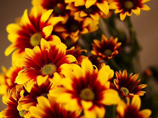 포토 JPG 식물 꽃잎 꽃 컬러 꽃다발 여러송이 백그라운드 국화 근접촬영 사람없음 아웃포커스 노란색 소국 국내포토 뷰포인트 다수 촬영기법 파일형식