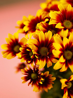 포토 JPG 식물 꽃잎 꽃 컬러 꽃다발 여러송이 백그라운드 국화 근접촬영 사람없음 아웃포커스 노란색 소국 국내포토 뷰포인트 다수 촬영기법 파일형식