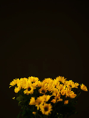 포토 JPG 식물 꽃잎 꽃 컬러 꽃다발 여러송이 백그라운드 국화 사람없음 아웃포커스 노란색 소국 국내포토 다수 촬영기법 파일형식