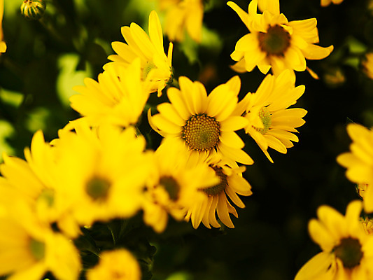 포토 JPG 식물 꽃잎 꽃 컬러 꽃다발 여러송이 백그라운드 국화 근접촬영 사람없음 아웃포커스 노란색 소국 국내포토 뷰포인트 다수 촬영기법 파일형식