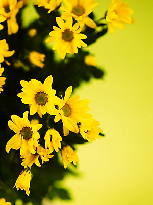 포토 JPG 식물 꽃잎 꽃 컬러 꽃다발 여러송이 백그라운드 국화 근접촬영 사람없음 아웃포커스 노란색 소국 국내포토 뷰포인트 다수 촬영기법 파일형식