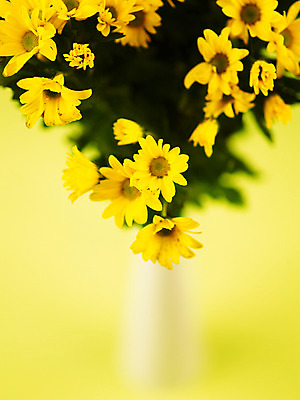 포토 JPG 식물 꽃잎 꽃 컬러 꽃다발 여러송이 백그라운드 국화 근접촬영 사람없음 아웃포커스 노란색 꽃병 소국 국내포토 뷰포인트 다수 촬영기법 파일형식