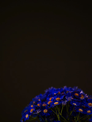 포토 JPG 식물 꽃잎 꽃 컬러 꽃다발 여러송이 백그라운드 근접촬영 사람없음 아웃포커스 파란색 소국 국내포토 뷰포인트 다수 촬영기법 파일형식