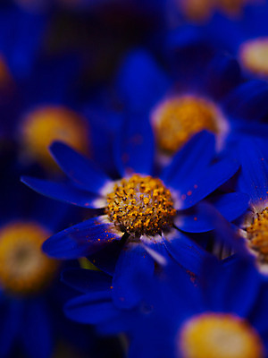 포토 JPG 식물 꽃잎 꽃 컬러 여러송이 백그라운드 근접촬영 사람없음 아웃포커스 파란색 소국 국내포토 뷰포인트 다수 촬영기법 파일형식