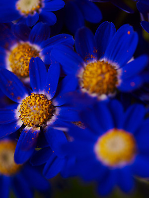 포토 JPG 식물 꽃잎 꽃 컬러 여러송이 백그라운드 근접촬영 사람없음 아웃포커스 파란색 소국 국내포토 뷰포인트 다수 촬영기법 파일형식