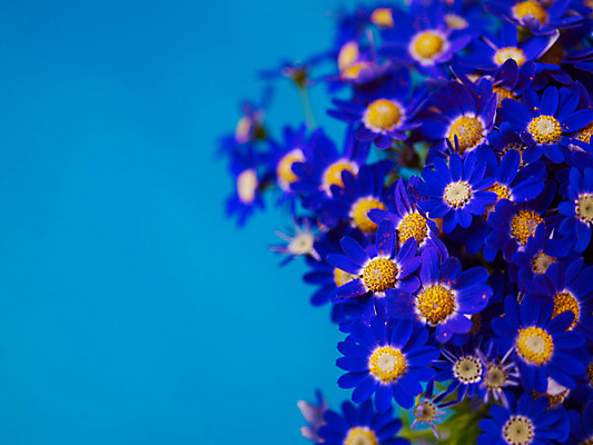 포토 JPG 식물 꽃잎 꽃 컬러 꽃다발 여러송이 백그라운드 근접촬영 사람없음 아웃포커스 파란색 소국 국내포토 뷰포인트 다수 촬영기법 파일형식