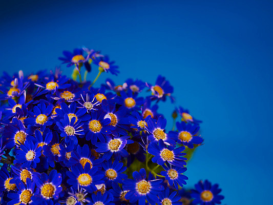 포토 JPG 식물 꽃잎 꽃 컬러 꽃다발 여러송이 백그라운드 근접촬영 사람없음 아웃포커스 파란색 소국 국내포토 뷰포인트 다수 촬영기법 파일형식